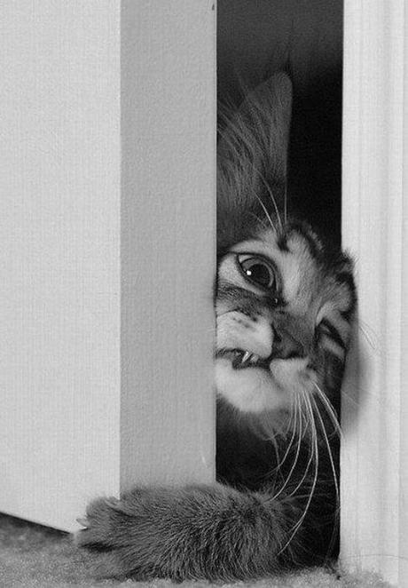 ♥♥♥ Animaux magiques #10 ♥♥♥ félins ♥♥♥