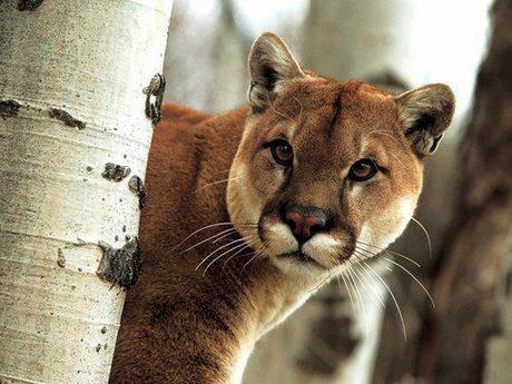 ♥♥♥ Animaux magiques #10 ♥♥♥ félins ♥♥♥