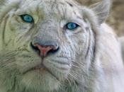 Animaux magiques félins