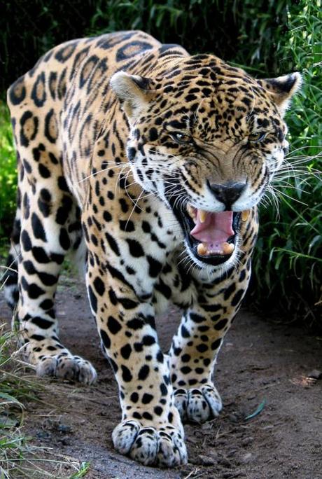 ♥♥♥ Animaux magiques #10 ♥♥♥ félins ♥♥♥