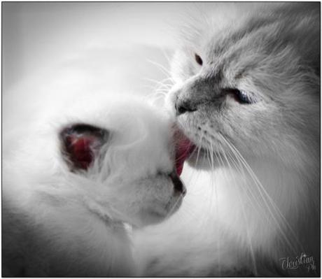 ♥♥♥ Animaux magiques #10 ♥♥♥ félins ♥♥♥