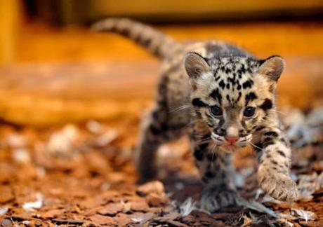 ♥♥♥ Animaux magiques #10 ♥♥♥ félins ♥♥♥