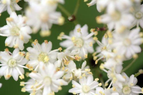 7 monstrosa romi 4 juin 2012 029.jpg