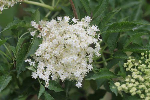 2 monstrosa romi 4 juin 2012 020.jpg