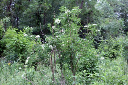 1 monstrosa romi 4 juin 2012 018.jpg