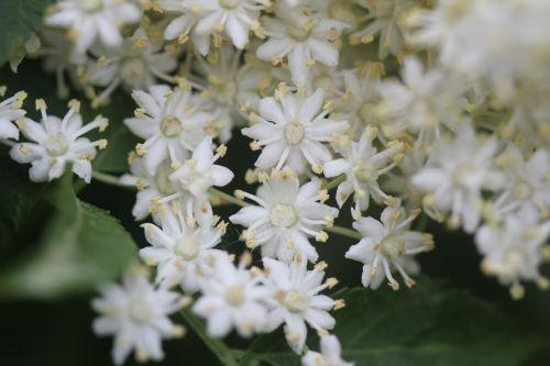 5 monstrosa romi 4 juin 2012 021.jpg