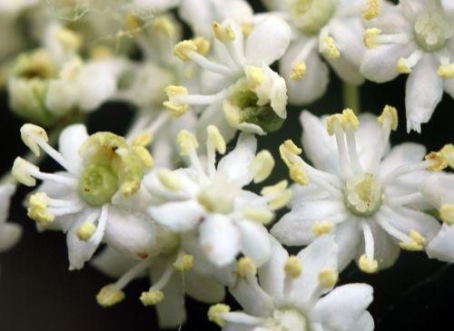 6 monstrosa rec romi 30 mai 2012 043.jpg