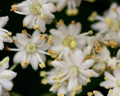 8 monstrosa romi 4 juin 2012 027.jpg