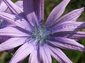 Lactuca perennis, bien belle laitue