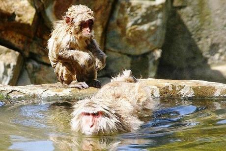 Onsen de Jigokudani Voyage au Japon : le Pays du Soleil Levant en 10 Photos