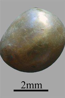 La perle fine d'Umm al-Quwain 2 (E.A.U.), datée de 7500 ans, était associée au squelette n°4 de la nécropole.