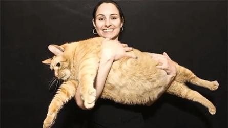 Adoptez un chat de 15 kilos!