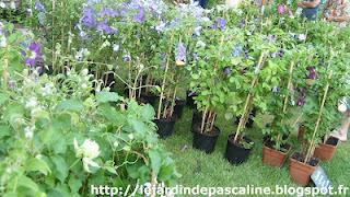 Mon coup de coeur aux jardins d'Albertas