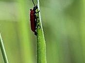 insecte tête rateau