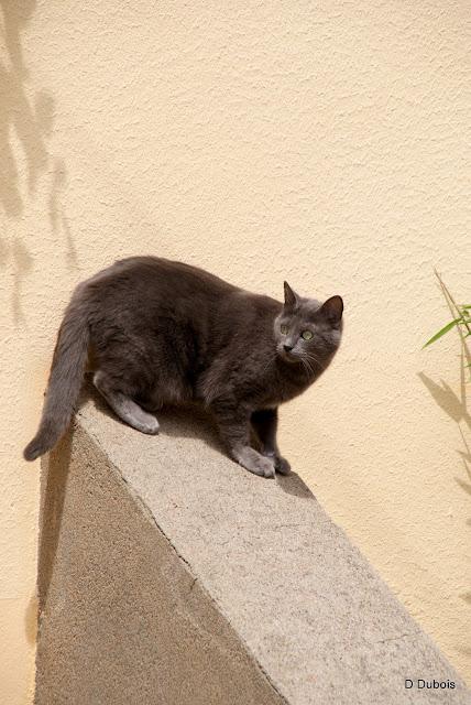 Les Chats des rues - Trentemoult