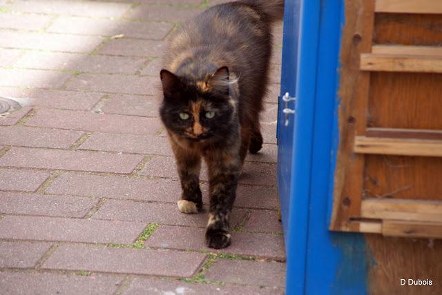Les Chats des rues - Trentemoult