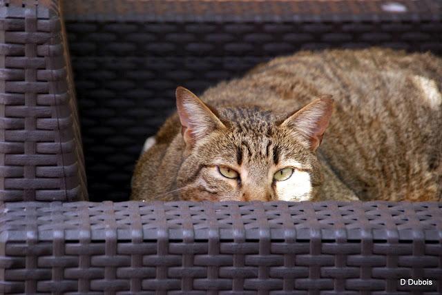 Les Chats des rues - Trentemoult