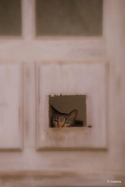 Les Chats des rues - Trentemoult