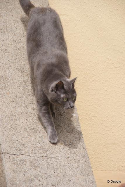 Les Chats des rues - Trentemoult