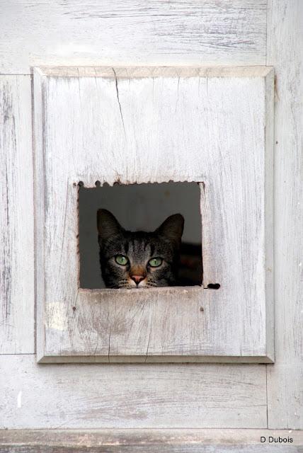 Les Chats des rues - Trentemoult