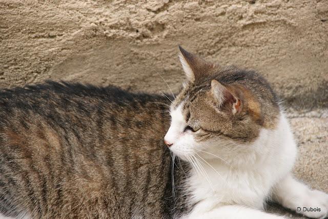 Les Chats des rues - Trentemoult