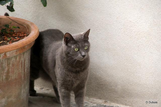 Les Chats des rues - Trentemoult