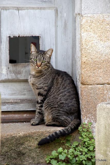 Les Chats des rues - Trentemoult
