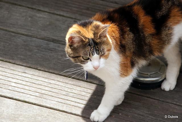 Les Chats des rues - Trentemoult