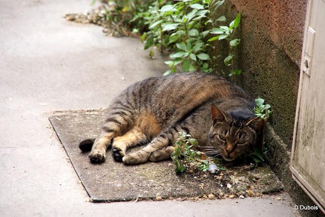 Les Chats des rues - Trentemoult