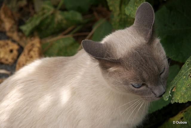 Les Chats des rues - Trentemoult