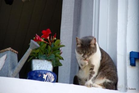 Un chat à la fenêtre