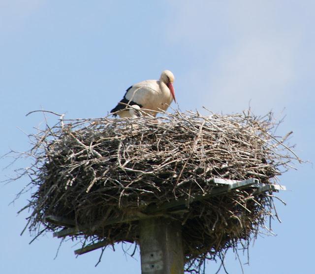 Le Carnet éolienne géante  ( 2 )
