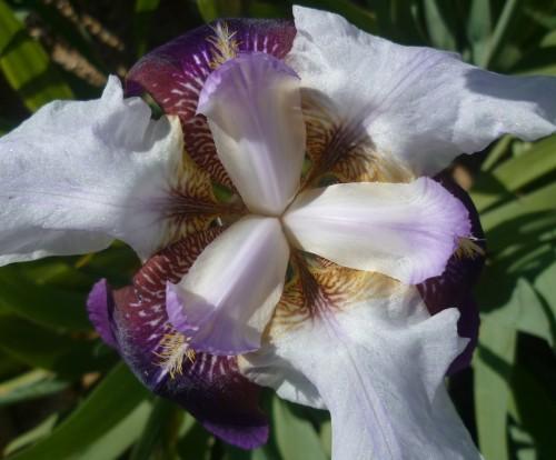 fleurs,paysages,journal intime,écriture,société,saisons