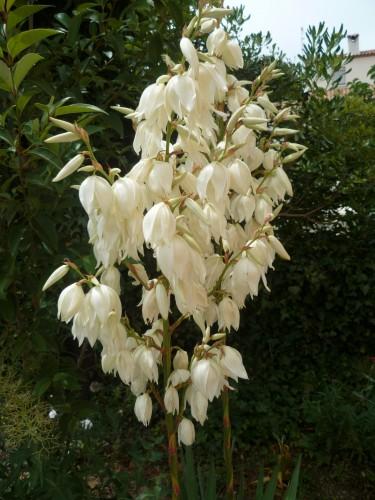 fleurs,paysages,journal intime,écriture,société,saisons