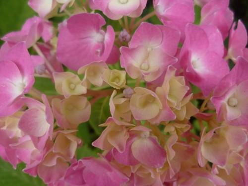 fleurs,paysages,journal intime,écriture,société,saisons