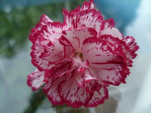 fleurs,paysages,journal intime,écriture,société,saisons