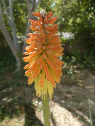 fleurs,paysages,journal intime,écriture,société,saisons