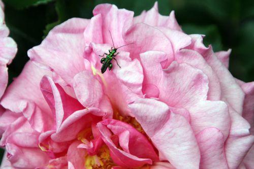 oedemera romi 9 juin 2012 055.jpg