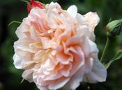 Misumena vatia, suite aventures