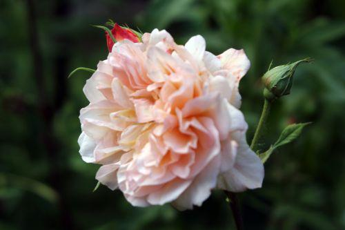 leander romi 9 juin 2012 041.jpg