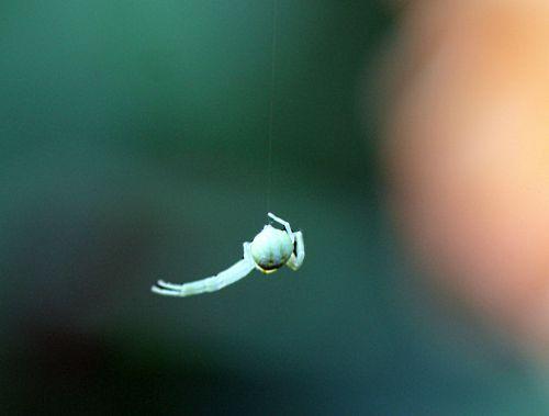 misumena romi 9 juin 2012 p 043.jpg