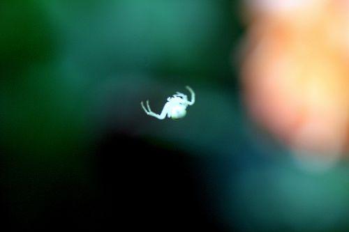 misumena romi 9 juin 2012 p 045.jpg