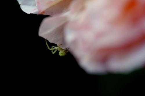 misumena romi 9 juin 2012 p 050.jpg