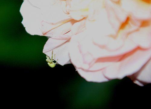 misumena romi 9 juin 2012 p 039.jpg