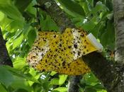 premières cerises, juin 2012