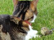 chat l'oiseau, juin 2012