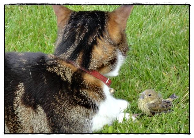 Le chat et l'oiseau, 9 juin 2012