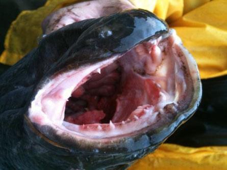 Colombie-Britannique Un poisson «monstre» envahit le Canada