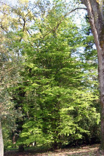 parrotia barres 9 avril 2011 087.jpg