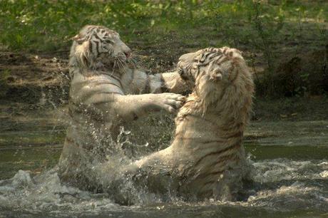 Parc des félins Tigres blancs du Bengale